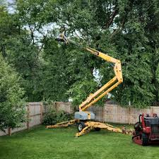 Tree and Shrub Care in Fort Pierre, SD