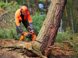 Best Lot and Land Clearing  in Fort Pierre, SD